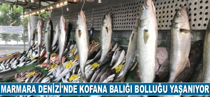 Marmara Denizi'nde kofana balığı bolluğu yaşanıyor