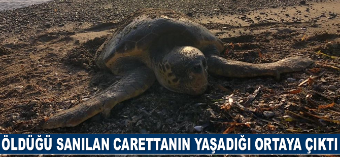Öldüğü sanılan deniz kaplumbağasının yaşadığı ortaya çıktı