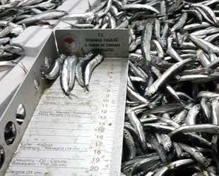 Gürpınar Su Ürünleri Hali'nde 2 ton hamsiye el konuldu