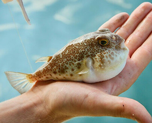 Su Ürünleri Profesörü Mehmet Cengiz Deval’dan balon balığı uyarısı geldi
