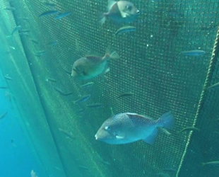 Egeli bilim insanları balık çiftliklerinin tuhaf misafirlerini araştırdı