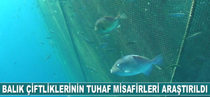 Egeli bilim insanları balık çiftliklerinin tuhaf misafirlerini araştırdı