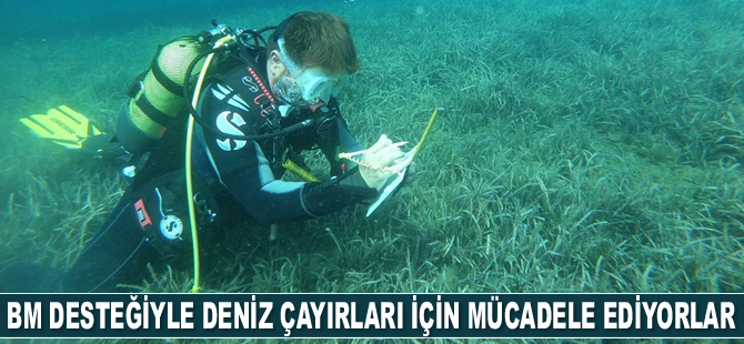 Hayalet ağlardan deniz çayırlarını kurtarabilmek için seferber oldular