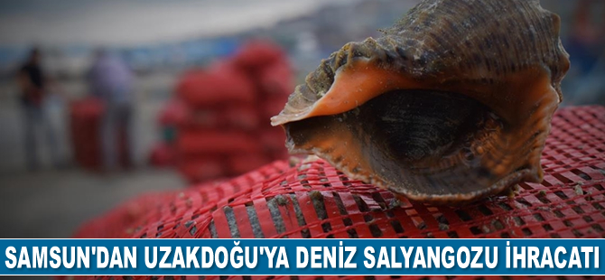 Samsun’dan Uzakdoğu ve Arabistan yarımadasına deniz salyangozu ihracatı gerçekleştirildi