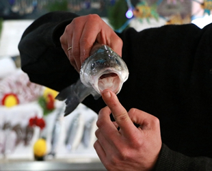 Parazitler balık ölümlerine neden oluyor