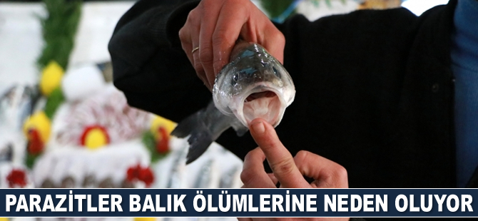 Parazitler balık ölümlerine neden oluyor