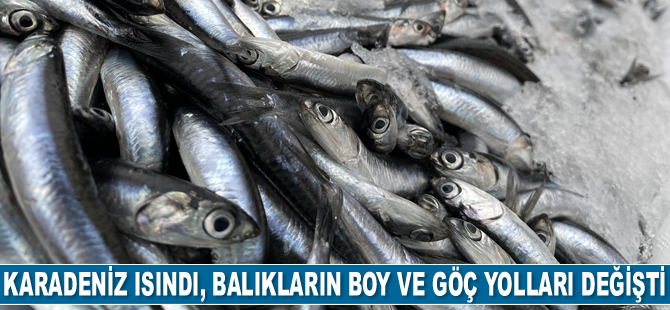 Karadeniz ısındı, balıkların boy ve göç yolları değişti