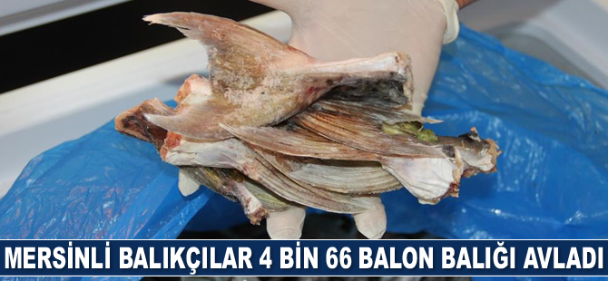 Mersinli balıkçılar 4 bin 66 balon balığı avladı