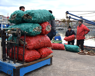 Akçakoca'da avlanan deniz salyangozu Uzakdoğu'ya ihraç ediliyor