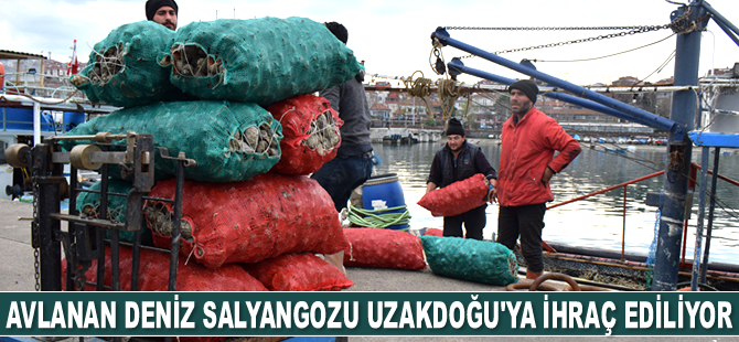 Akçakoca'da avlanan deniz salyangozu Uzakdoğu'ya ihraç ediliyor