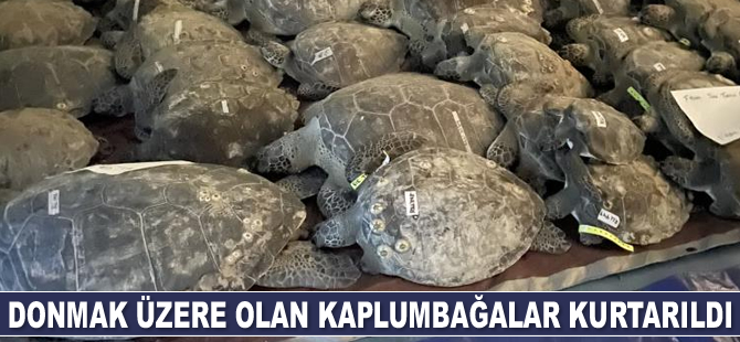 Donmak üzere olan 3 bin 500 deniz kaplumbağası kurtarıldı