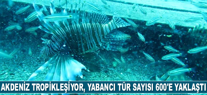 Akdeniz tropikleşiyor, yabancı tür sayısı 600’e yaklaştı