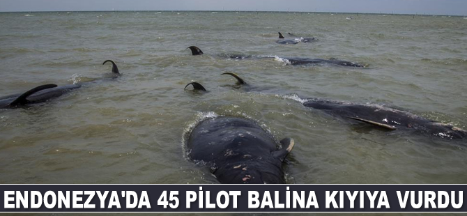 Endonezya'da 45 pilot balina kıyıya vurdu