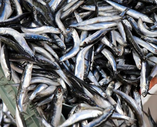 Hamsinin kulağına kar suyu kaçtı