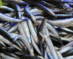 Tezgahların gözdesi yine hamsi oldu