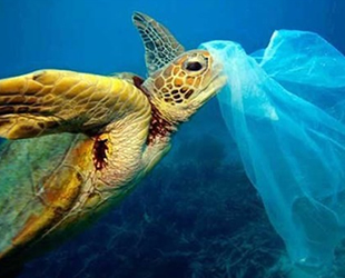 Her iki deniz kaplumbağasından biri plastik yutuyor