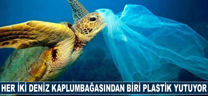 Her iki deniz kaplumbağasından biri plastik yutuyor