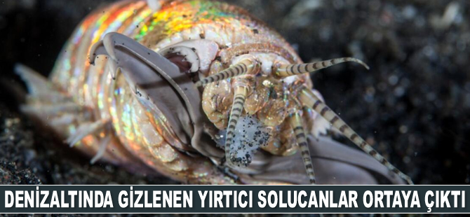 Denizaltında gizlenen yırtıcı solucanlar ortaya çıktı