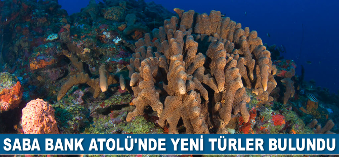 Saba Bank Atolü'nde yeni türler bulundu