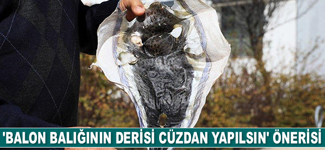 ‘Balon balığının derisi cüzdan yapılsın’ önerisi geldi
