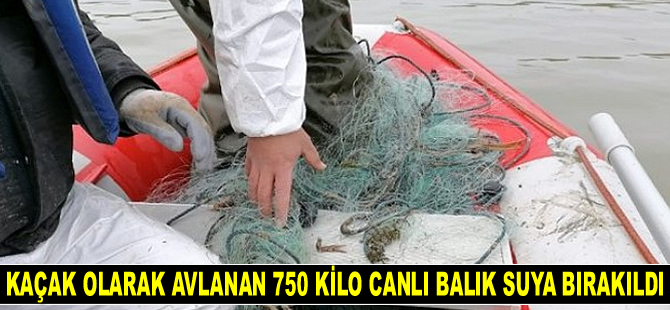 Kaçak olarak avlanan 750 kilogram canlı balık suya bırakıldı