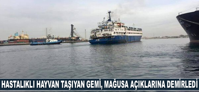 Hastalıklı hayvan taşıyan Elbeik isimli gemi, Mağusa Limanı açıklarına demirledi
