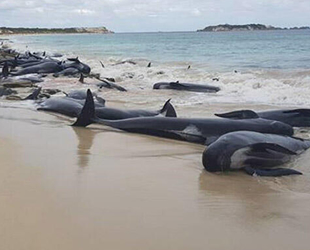 Yeni Zelanda'da kıyıya vuran 40 pilot balina kurtarıldı