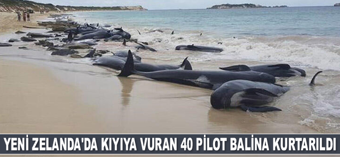 Yeni Zelanda'da kıyıya vuran 40 pilot balina kurtarıldı