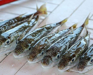 Balon balığı, yerli balık türlerini avlayarak popülasyona zarar veriyor