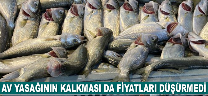 Av yasağının kalkması da fiyatları düşürmedi