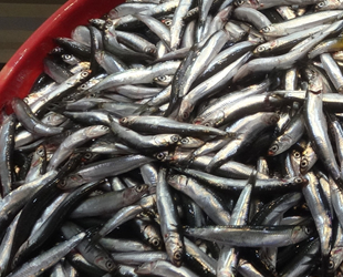 Çanakkale'de havalar ısındı, balık fiyatları düştü