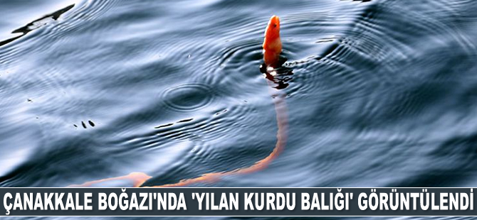 Çanakkale Boğazı'nda 'yılan kurdu balığı' görüntülendi