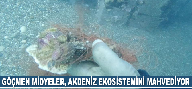 Kızıldeniz göçmeni midyeler, Akdeniz ekosistemini mahvediyor