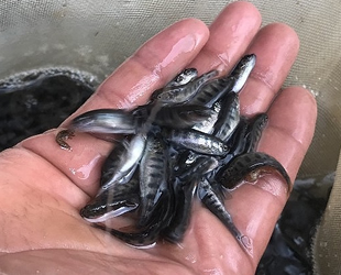 700 anaç balıktan 2 milyon yavru alabalık elde edildi