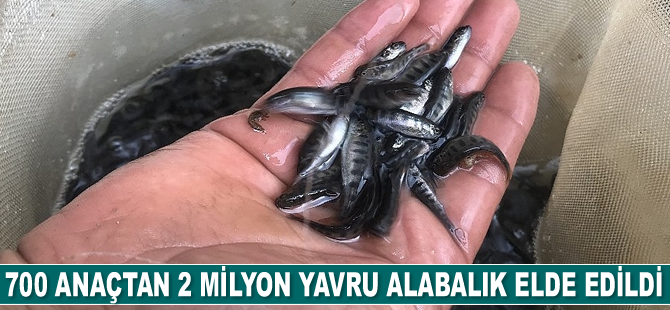 700 anaç balıktan 2 milyon yavru alabalık elde edildi