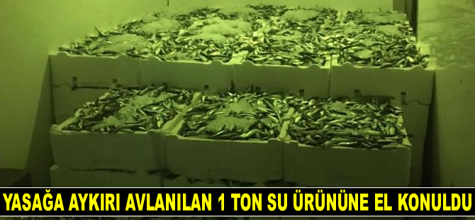 Gürpınar Su Ürünleri Hali'nde canlı deniz böceği ve ıstakoz ele geçirildi