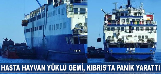 Hasta hayvan yüklü gemi, Kıbrıs'ta panik yarattı