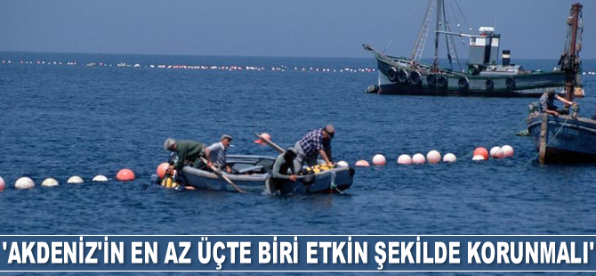 WWF: Akdeniz’in en az üçte biri etkin şekilde korunmalı