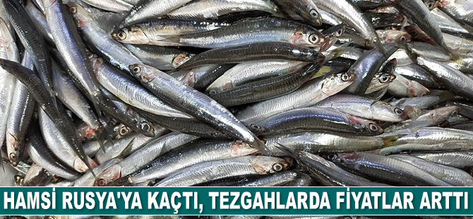 Hamsi Rusya’ya kaçtı, tezgahlarda fiyatlar arttı
