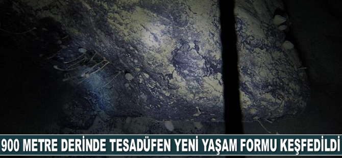 Antarktika'da 900 metre derinde tesadüfen yeni yaşam formu keşfedildi
