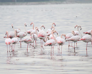 İzmit Körfezi’nde tür sayısı her geçen gün artıyor