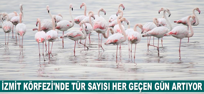 İzmit Körfezi’nde tür sayısı her geçen gün artıyor