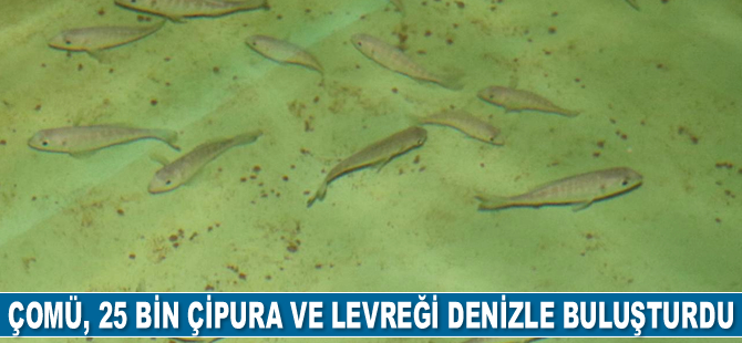 ÇOMÜ, 25 bin çipura ve levreği denizle buluşturdu