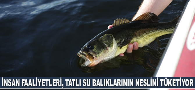 İnsan faaliyetleri, tatlı su balıklarının neslini tüketiyor