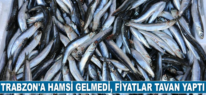 Trabzon'a hamsi gelmedi, fiyatlar tavan yaptı