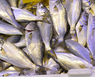 Balıkta zam şampiyonu çinekop oldu