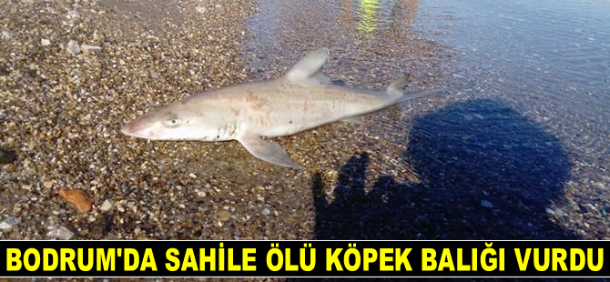 Bodrum’da sahile ölü köpek balığı vurdu
