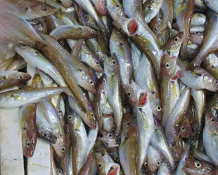 Balıkçı tezgahlarının yeni gözdesi mezgit oldu