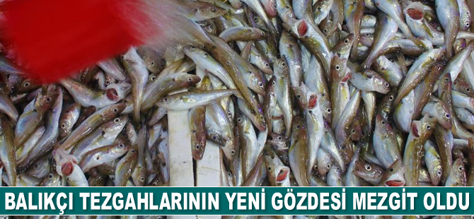 Balıkçı tezgahlarının yeni gözdesi mezgit oldu