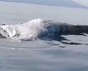 İskenderun Körfezi’nde ölü balina yavrusu kıyıya vurdu